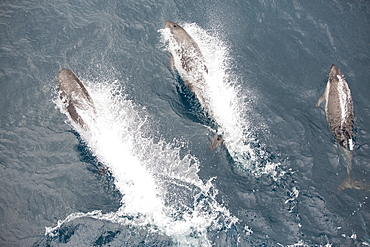 Peale's dolphin (Lagenorhynchus australis) bow riding off the front of a boat off the Falkland Islands in the South Atlantic.