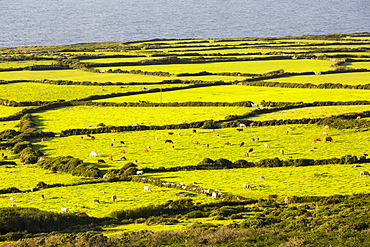 Ancient field boundaries near Zennor, Cornwall, UK.