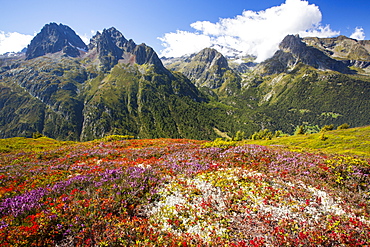 The Aiguille Rouge range from the Aiguillette des Posettes with Bilberry plants colouring up in late summer.