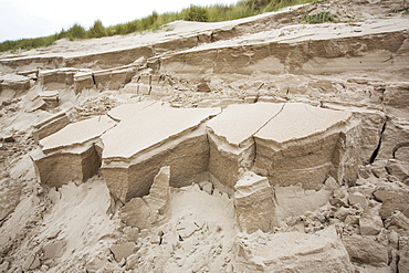 Dunes collapsing at the head of the beach on the Northumberland coast after being undercut by a storm and high tide.