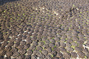 Cow dung belonging to subsistence farmers in the Sunderbans, a low lying area of the Ganges Delta in Eastern India, that is very vulnerable to sea level rise. The cow dung is used as biofuel in traditional clay ovens.