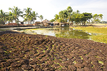 Cow dung belonging to subsistence farmers in the Sunderbans, a low lying area of the Ganges Delta in Eastern India, that is very vulnerable to sea level rise. The cow dung is used as biofuel in traditional clay ovens.