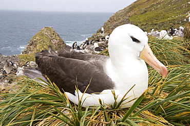 A Black Browed Albatross (Thalassarche melanophris) sitting on a nest in a mixed nesting colony of albatross's and Rockhopper Penguins (Eudyptes chrysocome) on Westpoint island in the Falkland Islands off argentina, in South America. Albatrosses are globally thratened by long line fishing boats who are responsible for killing thousands of birds.