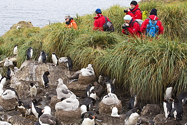 A mixed Black Browed Albatross (Thalassarche melanophris)  and Rockhopper Penguins (Eudyptes chrysocome) nesting colony on Westpoint island in the Falkland Islands off Argentina, in South America, being watched by a group on a wildlife tourist trip.