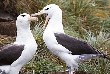 A pair of Black Browed Albatross (Thalassarche melanophris) Allopreening to reinforce the pair bond in a nesting colony on Westpoint island in the Falkland Islands off argentina, in South America. Albatrosses are globally thratened by long line fishing boats who are responsible for killing thousands of birds.