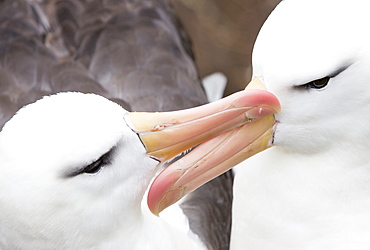 A pair of Black Browed Albatross (Thalassarche melanophris) Allopreening to reinforce the pair bond in a nesting colony on Westpoint island in the Falkland Islands off Argentina, in South America. Albatrosses are globally thratened by long line fishing boats who are responsible for killing thousands of birds.