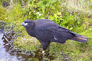 A Striated Caracara (Phalcoboenus australis) on westpoint Island in the Falkland Islands, South America.