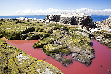 A pool coloured red from algae that have been fertilized by seabird guano on the Farne Islands, Northumberland, UK.