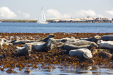 Common Seals, Phoca vitulina, on the Farne Islands, Northumberland, UK, with a sailing boat behind.