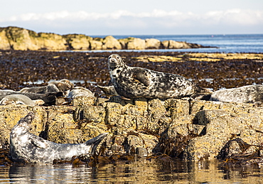 Common Seals, Phoca vitulina, on the Farne Islands, Northumberland, UK.