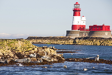 Common Seals, Phoca vitulina, on the Farne Islands, Northumberland, UK, with the Longstone lighthouse that Grace Darling performed her famous rescue from.