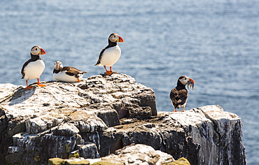 Atlantic Puffin, Fratercula arctica, on the Farne Islands, Northumberland, UK, with one with a beak full of Sand Eels.