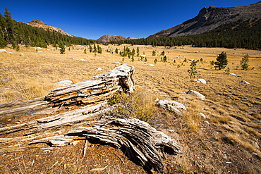 A decaying tree stump in a dried up meadow in Yosemite National Park, California, USA. Most of Califoprnia is in exceptional drought, the highest classification of drought.