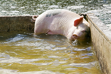 A pig being flooded out by global warming induced sea level rise on Funafuti Atoll, Tuvalu, Pacific