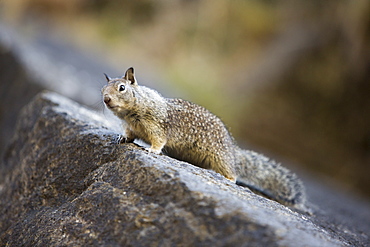 A Californian Ground Squirrel, Otospermophilus beecheyi, in Yosemite National Park, California, USA.