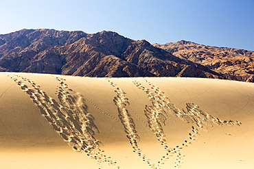 Footprints and lizard tracks on the Mesquite flat sand dunes in Death Valley which is the lowest, hottest, driest place in the USA, with an average annual rainfall of around 2 inches, some years it does not receive any rain at all.