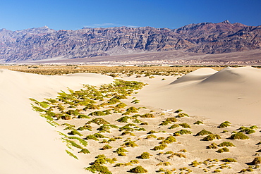 The Mesquite flat sand dunes in Death Valley which is the lowest, hottest, driest place in the USA, with an average annual rainfall of around 2 inches, some years it does not receive any rain at all.