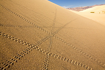 Lizard trails on the Mesquite flat sand dunes in Death Valley which is the lowest, hottest, driest place in the USA, with an average annual rainfall of around 2 inches, some years it does not receive any rain at all.