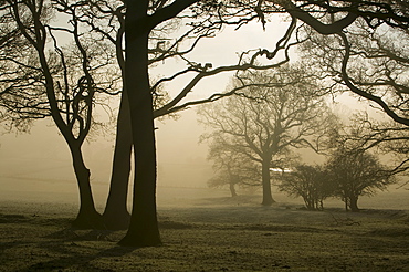 Autumn mists near Orton in Cumbria, England, United Kingdom, Europe