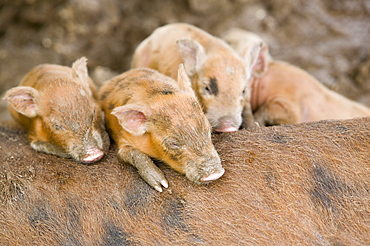 Pigs reared for pork on Funafuti Atoll, Tuvalu, Pacific