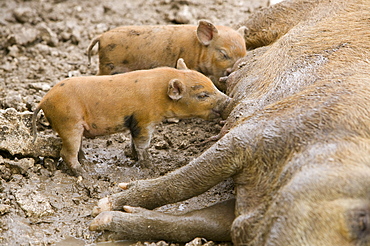 Pigs reared for pork on Funafuti Atoll, Tuvalu, Pacific