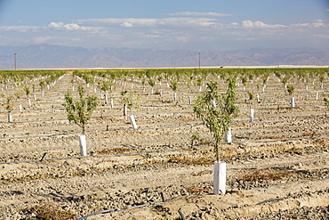 Almond trees being irrigated in California's Central Valley, which is in the grip of a four year long drought. The catastrophic drought means that no crops will grow without increasingly scarce irrigation water. Many areas of farmland have been abandoned due to the drought. 80% of the world's almonds grow in California, each Almond takes 1 gallon of water to produce, water that is increasingly unavailable.