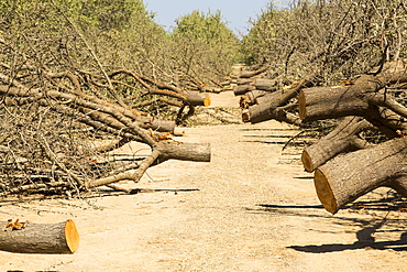 Almond groves being chopped down as there is no longer water available to irrigate them, in Wasco in the Central Valley of California following the four year long drought in the Western USA. 80% of the world's almonds are grown in California, and it takes 1.1 gallons of water to grow each nut. Many farms have run out of water, and $2.2 Billion has been wiped off the agricultue sector annually. Currently one third of all children in California go to be hungry, as a direct result of job losses connected to the drought. 428,000 acres of farmland have been taken out of production as a result of the drought, in the Central Valley.