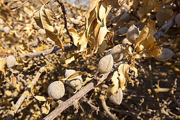 Almond groves being chopped down as there is no longer water available to irrigate them, in Wasco in the Central Valley of California following the four year long drought in the Western USA. 80% of the world's almonds are grown in California, and it takes 1.1 gallons of water to grow each nut. Many farms have run out of water, and $2.2 Billion has been wiped off the agricultue sector annually. Currently one third of all children in California go to be hungry, as a direct result of job losses connected to the drought. 428,000 acres of farmland have been taken out of production as a result of the drought, in the Central Valley.