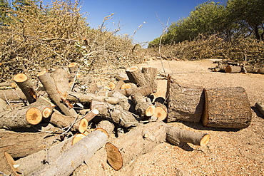 Almond groves being chopped down as there is no longer water available to irrigate them, in Wasco in the Central Valley of California following the four year long drought in the Western USA. 80% of the world's almonds are grown in California, and it takes 1.1 gallons of water to grow each nut. Many farms have run out of water, and $2.2 Billion has been wiped off the agricultue sector annually. Currently one third of all children in California go to be hungry, as a direct result of job losses connected to the drought. 428,000 acres of farmland have been taken out of production as a result of the drought, in the Central Valley.