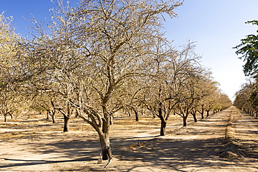 Dead and dying Almond trees in Almond groves in Wasco in the Central Valley of California after the irrigation water ran out following the four year long drought in the Western USA. 80% of the world's almonds are grown in California, and it takes 1.1 gallons of water to grow each nut. Many farms have run out of water, and $2.2 Billion has been wiped off the agricultue sector annually. Currently one third of all children in California go to be hungry, as a direct result of job losses connected to the drought. 428,000 acres of farmland have been taken out of production as a result of the drought, in the Central Valley.