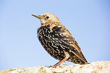 A Common Starling, Sturnus vulgaris in Seahouses, Northumberland, UK, moulting from Juvenile to adult plumage.