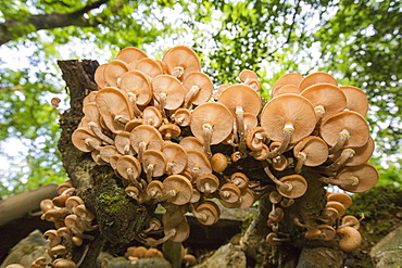 Funghi on an Oak tree branch at Rydal, Lake District, UK.