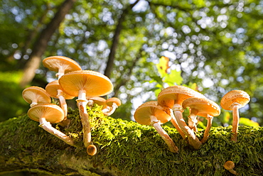 Funghi on an Oak tree branch at Rydal, Lake District, UK.