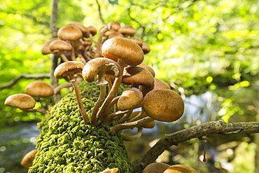 Funghi on an Oak tree branch at Rydal, Lake District, UK.