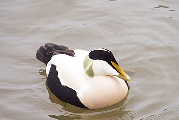 A male Eider Duck (Somateria mollissima) in Seahouses harbour, Northumberland, UK.