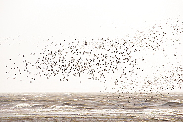 Red Knot, (Calidris canutus) flocking on salt marsh on morecambe Bay, Cumbria, UK, a high tide.