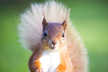 Red Squirrel feeding at Haweswater, Lake District, UK.