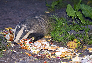 Badgers being fed on food waste from the restaurant of the Badger Bar at  Rydal, Lake District, UK.