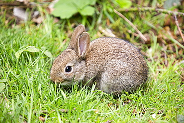 A young Rabbit.