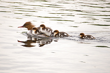 A female Goosander, Mergus merganser,with young ducklings hitching a ride on her back on the river Brathay, Ambleside, Lake District, UK,