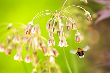 Bumble Bee gathering pollen from an Alium flower.