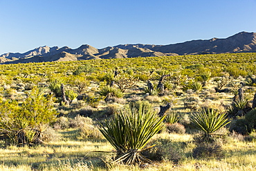 Desert vegetation in the Ivanpah valley in the Mojave Desert, California, USA.