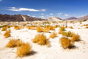 Tumbleweed growing in the Mojave Desert in California, USA.