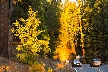 Glowing light at sunset on cars winding through a forest in the Yosemite National Park, California, USA.