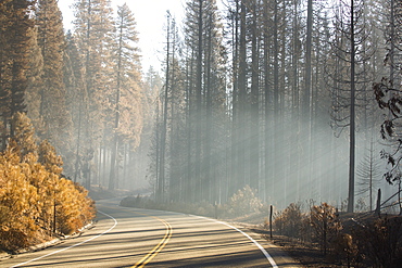 Shafts of sunlight highlight the smoke from the King Fire that burned 97,717 acres of the El Dorado National Forest in California, USA. Following an unprecedented four year long drought, wild fires are much more common. Most of California is in exceptional drought, the highest level of drought classification. 428,000 acres of agricultural land have been taken out of production due to lack of water, thousands of agricultural workers have lost their jobs and one third of all children in California go to bed hungry.