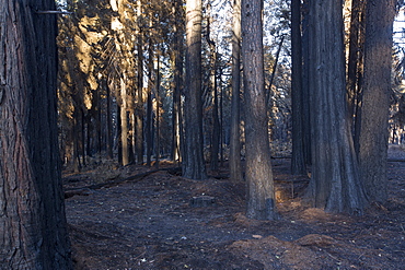 The King Fire that burned 97,717 acres of the El Dorado National Forest in California, USA. Following an unprecedented four year long drought, wild fires are much more common. Most of California is in exceptional drought, the highest level of drought classification. 428,000 acres of agricultural land have been taken out of production due to lack of water, thousands of agricultural workers have lost their jobs and one third of all children in California go to bed hungry.