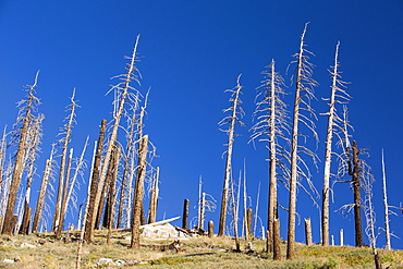 Forest destroyed by wild fires in the Tule river area of the Sequoia National Forest, east of Porterville, California, USA. California is in the grip of a four year long exceptional drought, that has made wild fires much more frequent, as well as wiping $2.2 Billion annually off the agricultural sector.