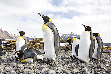 King Penguins on Prion Island, South Georgia, Southern Ocean.