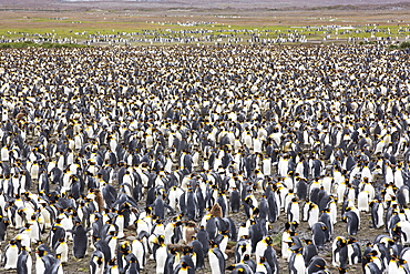 King Penguins in the world's second largest King Penguin colony on Salisbury Plain, South Georgia, Southern Ocean.