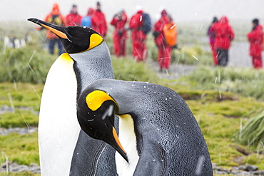 King Penguins on Salisbury Plain, South Georgia, with passengers from an expedition cruise.